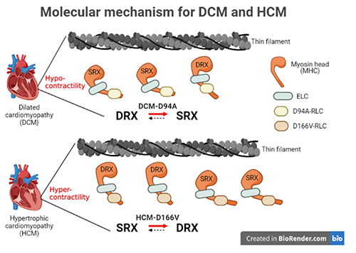 スーパーセール タイムセール 時間 Understanding Genetic of Implications Structural the 健康・医学